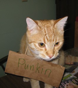 Punkin's Name Tag